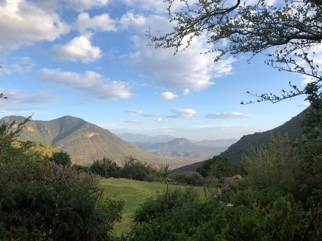 Desert Rose Kenya主图