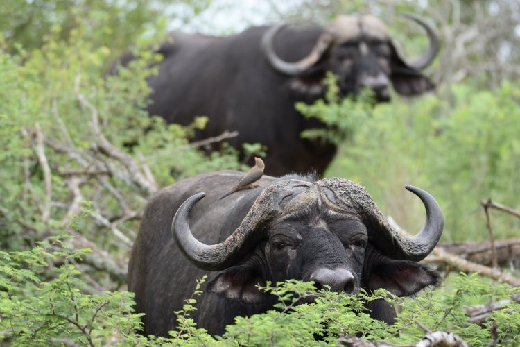 Wild Photo Africa Safaris-尼斯普鲁特必去景点