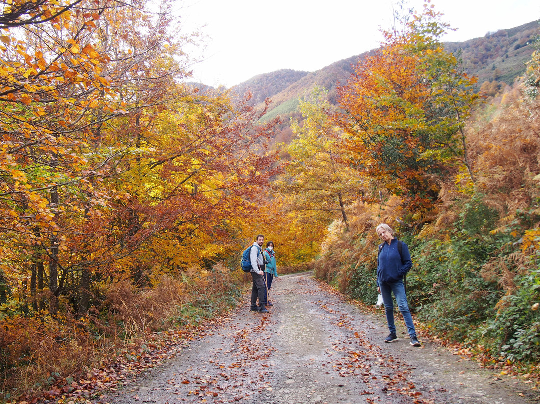 Bosque de Peloño景点图片