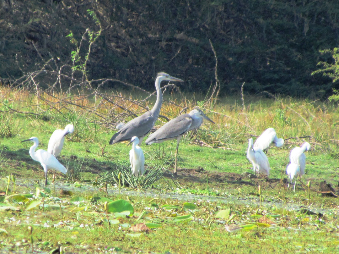 Udayamarthandapuram Bird Sanctuary景点图片