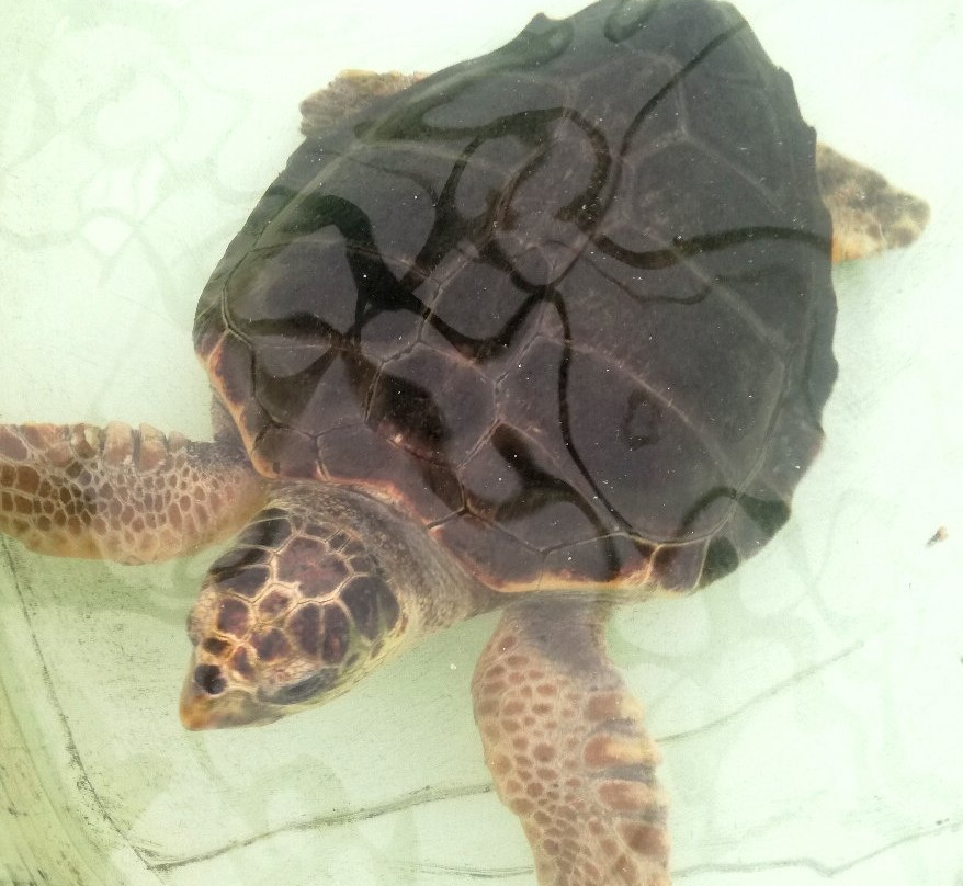 Aquarium Laguna di Nora-普拉必去景点