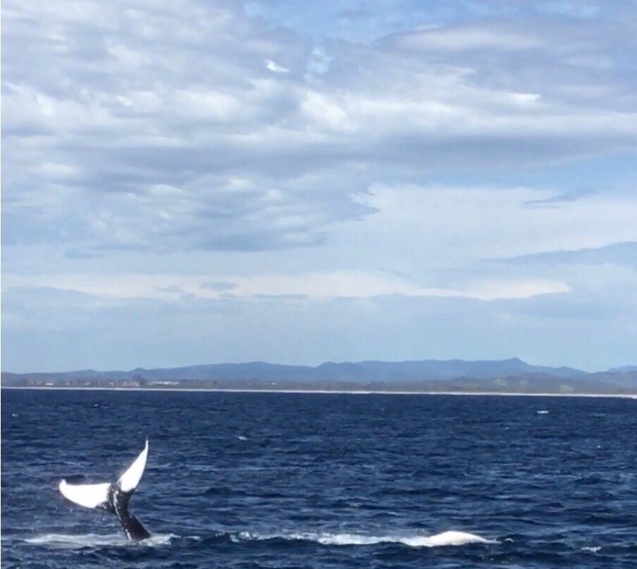Coolangatta Whale Watch-堤维德岬必去景点