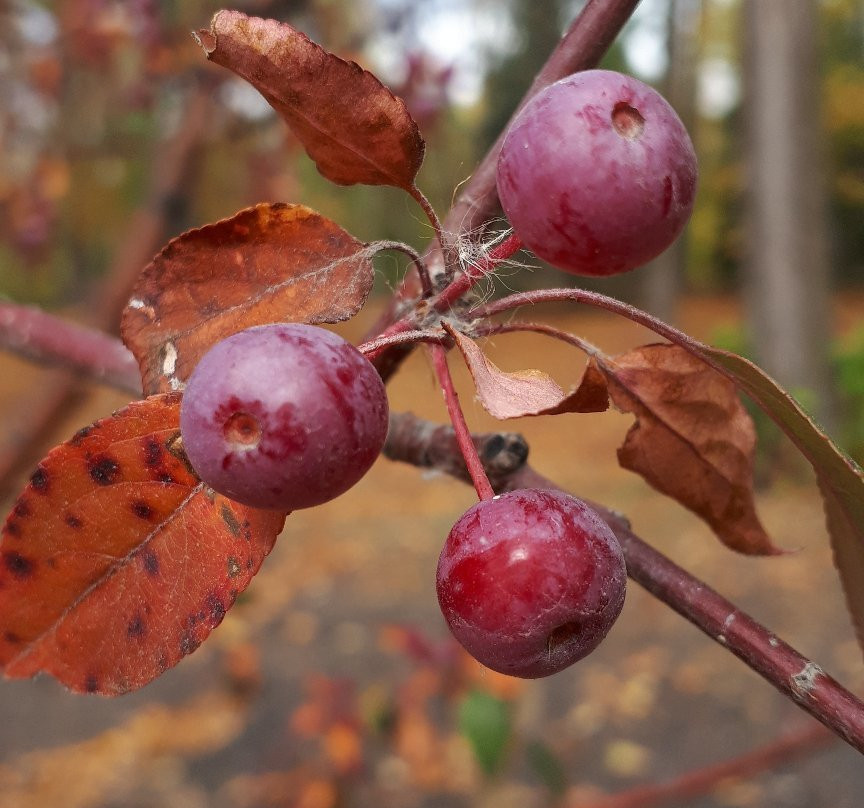 St Vital Park-温尼伯必去景点