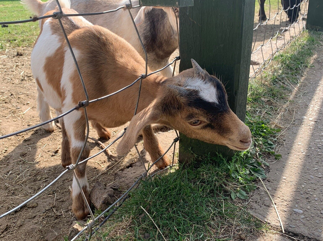 Stonebridge City Farm-诺丁汉必去景点
