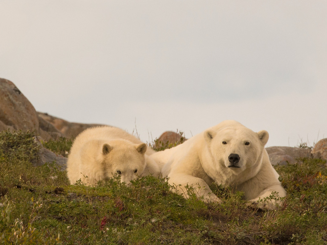 Great White Bear Tours景点图片
