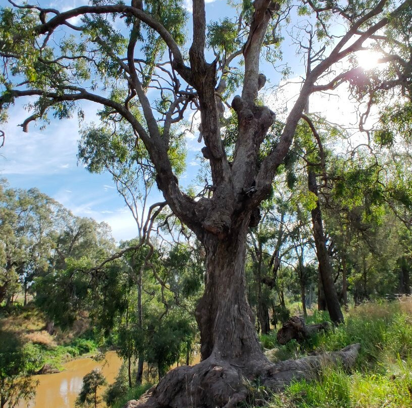 Terramungamine Reserve and Rock Grooves-达博必去景点