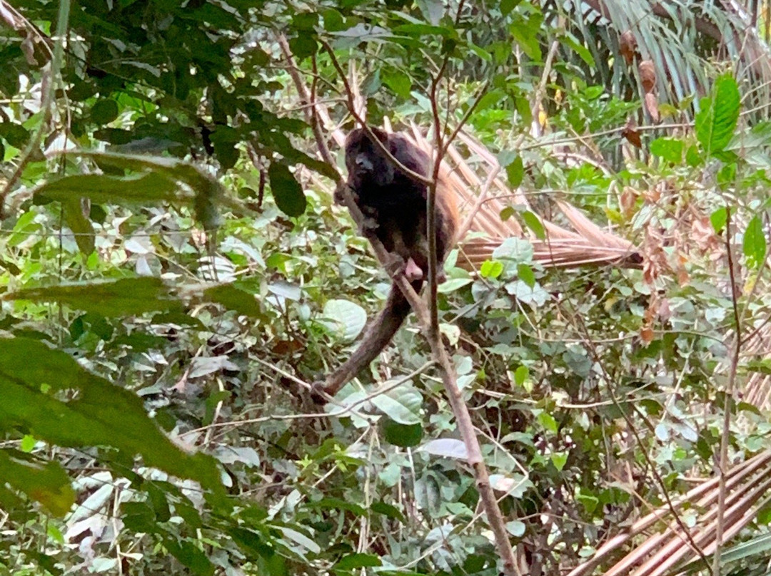 Reserva Ecologica Manglares Churute-瓜亚基尔必去景点