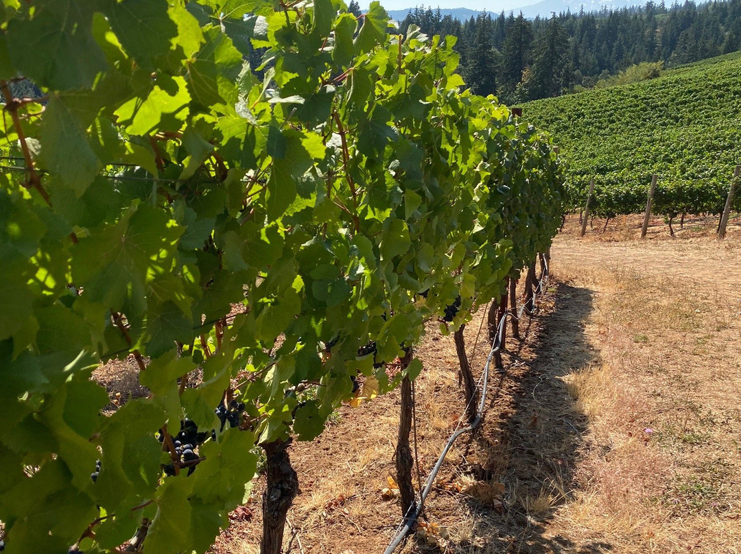 Phelps Creek Vineyards-胡德里弗必去景点