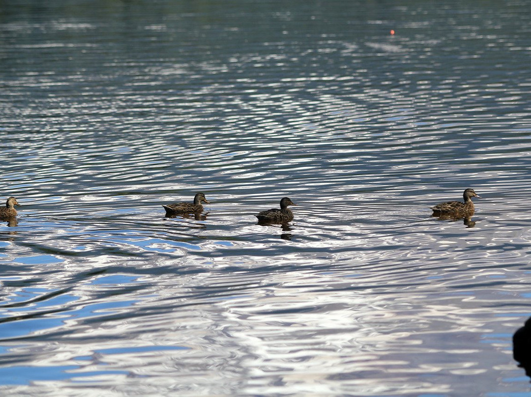 Mt Hood Outfitters-Government Camp必去景点