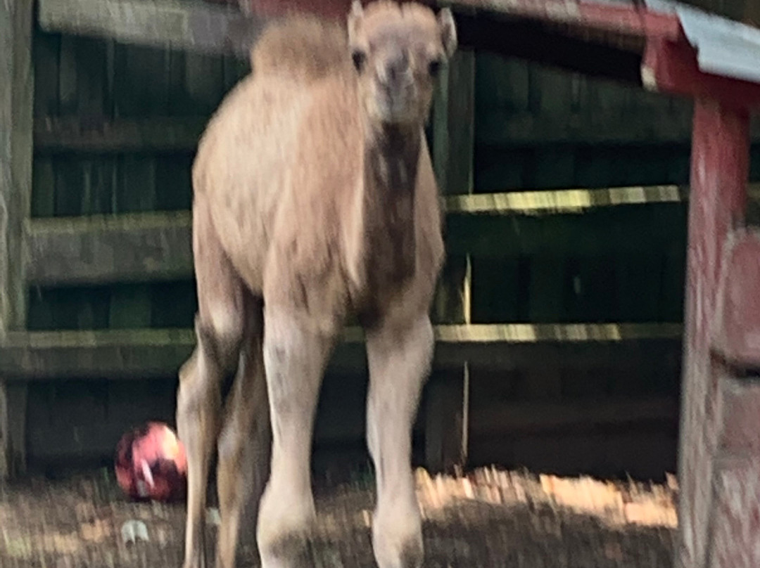 Briarwood Ranch Safari Park-莫利斯敦必去景点