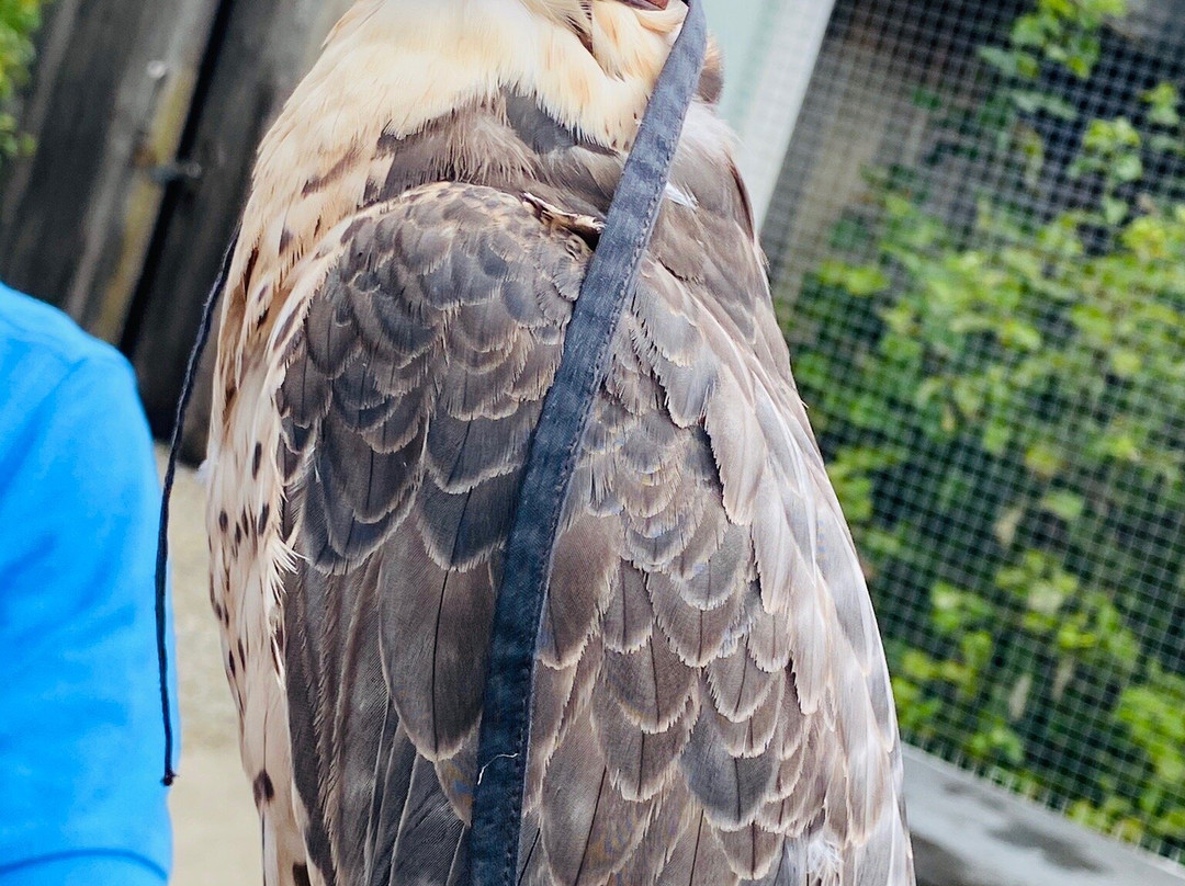 Burren Birds of Prey Centre-Ballyvaughan必去景点