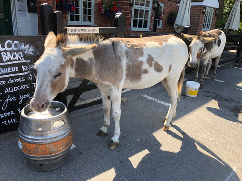 The Horse Pub-Fordingbridge必去景点