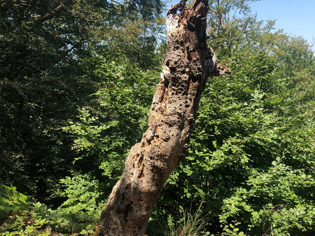 Il Faggeto-Allumiere必去景点