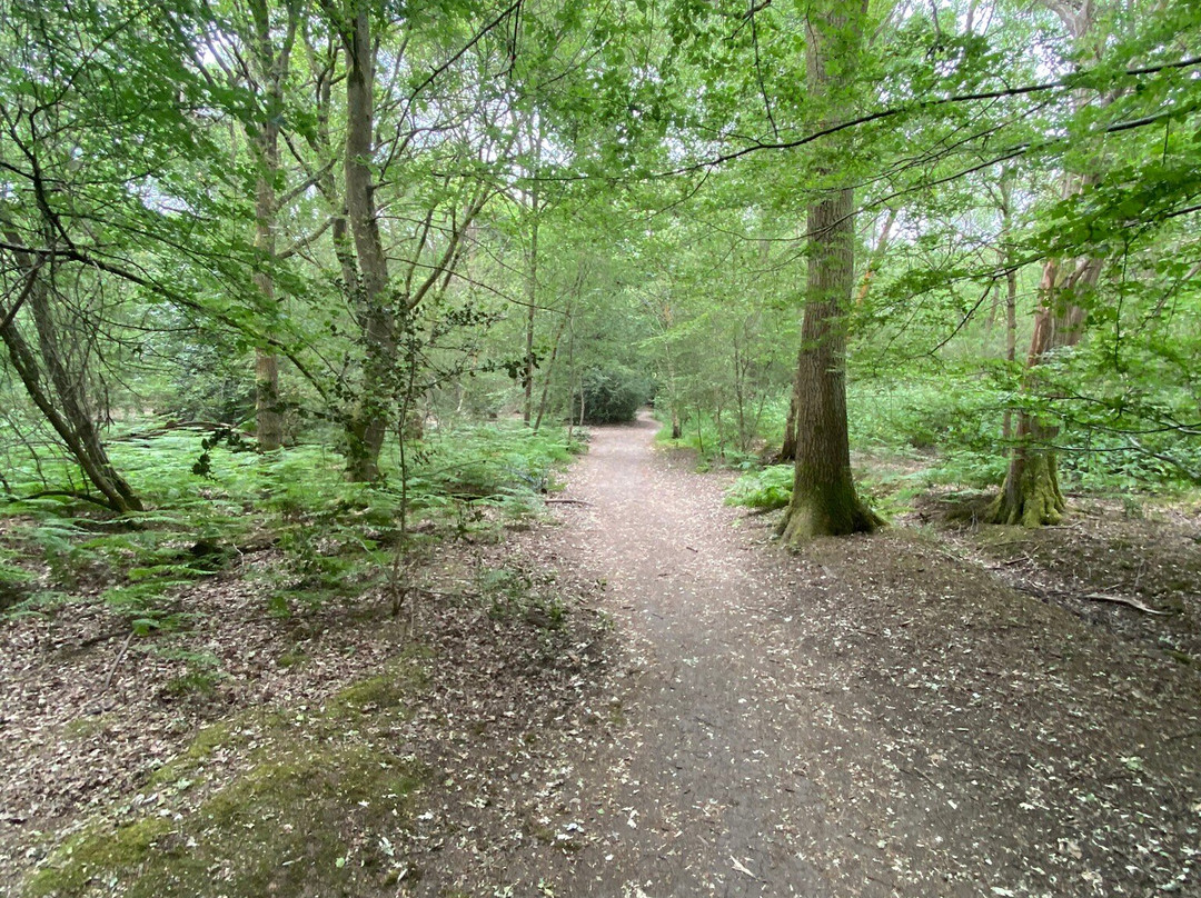 Epping Forest景点图片