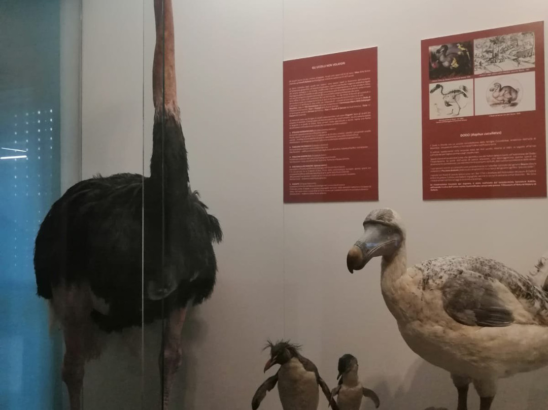 Museo Civico di Storia Naturale景点图片