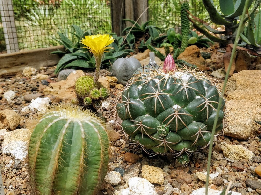 Auroville Botanical Gardens景点图片