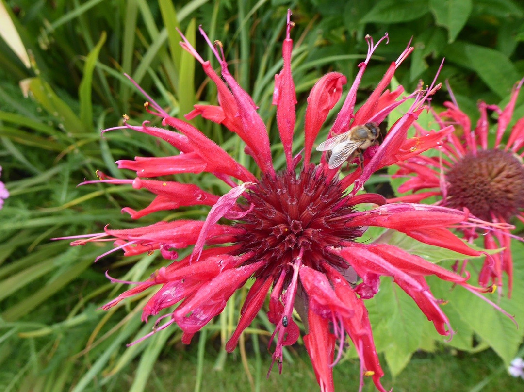 Felley Priory Gardens景点图片