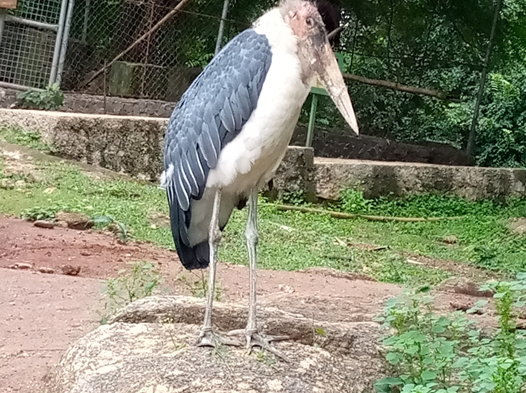 OOPL Wildlife Park景点图片