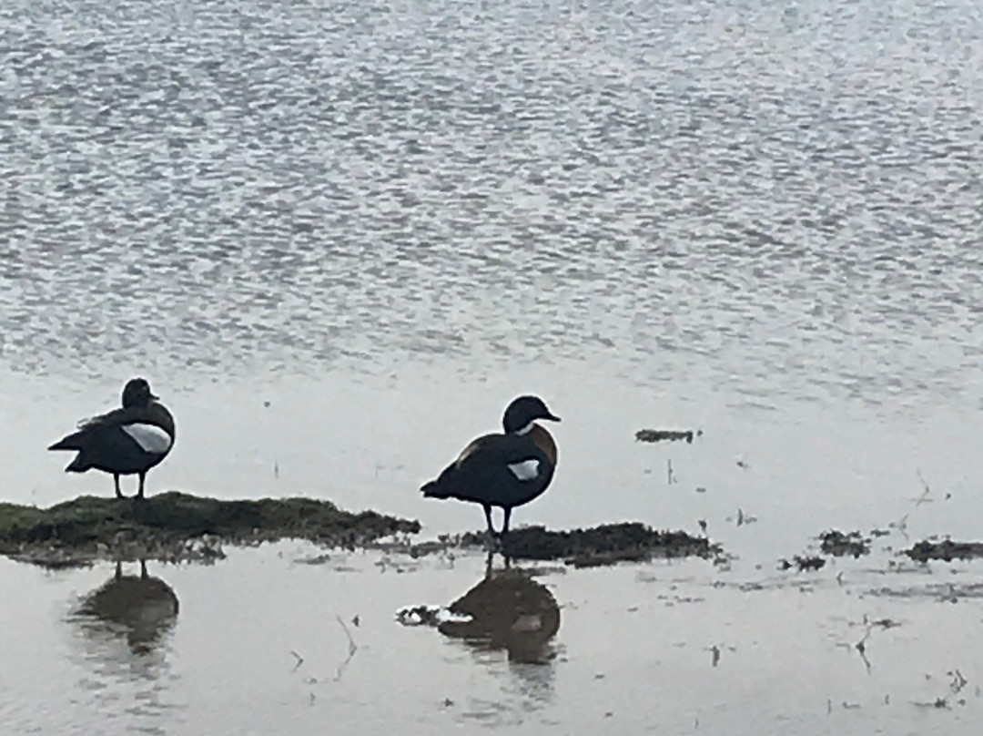 Herdsman Lake景点图片
