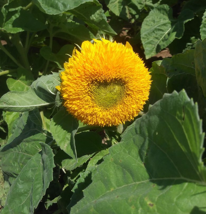 Wickham Farms-Penfield必去景点