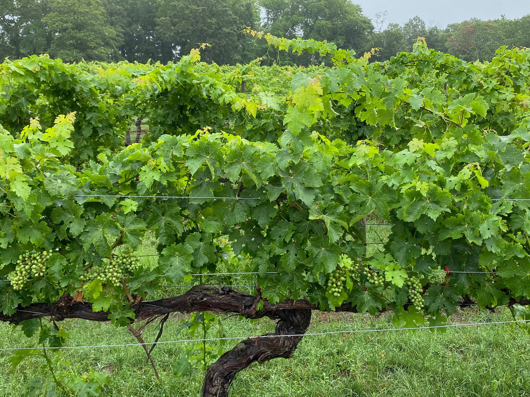 Cape May Winery & Vineyard景点图片