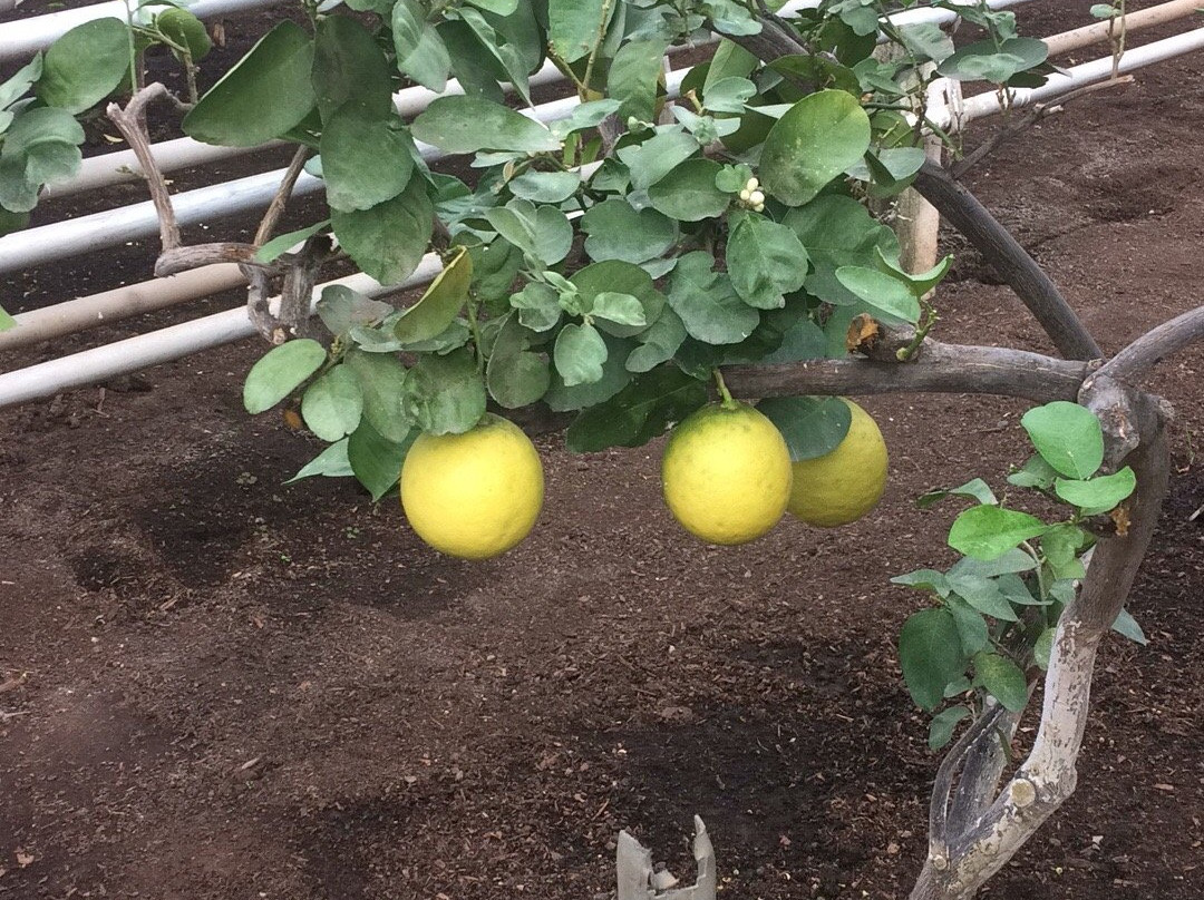 Lemonarium景点图片