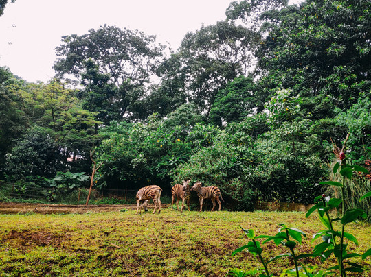 Bandung Zoo-万隆必去景点