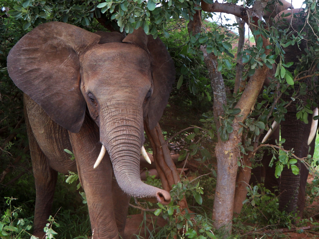 Ingrid's Safaris - Day Tour-约翰内斯堡必去景点