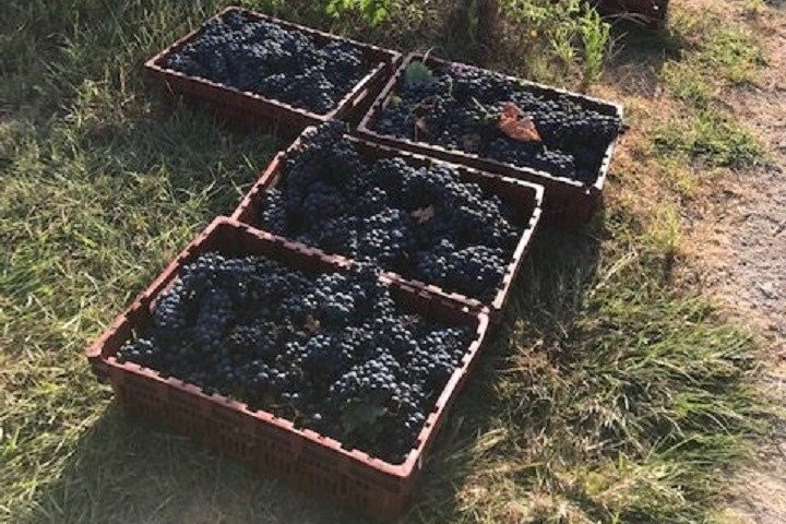 Vine and Wine Tours of North Texas景点图片