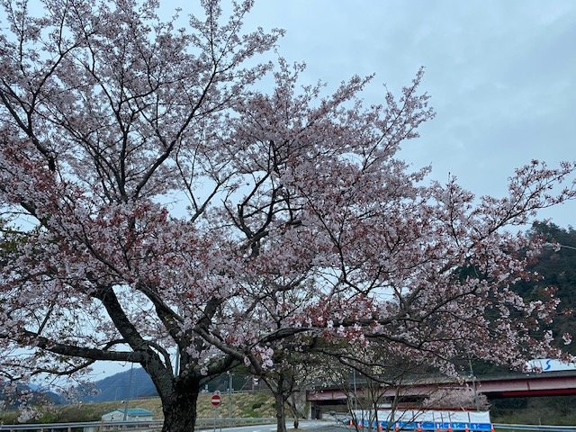 Kamitono Sakura Park景点图片