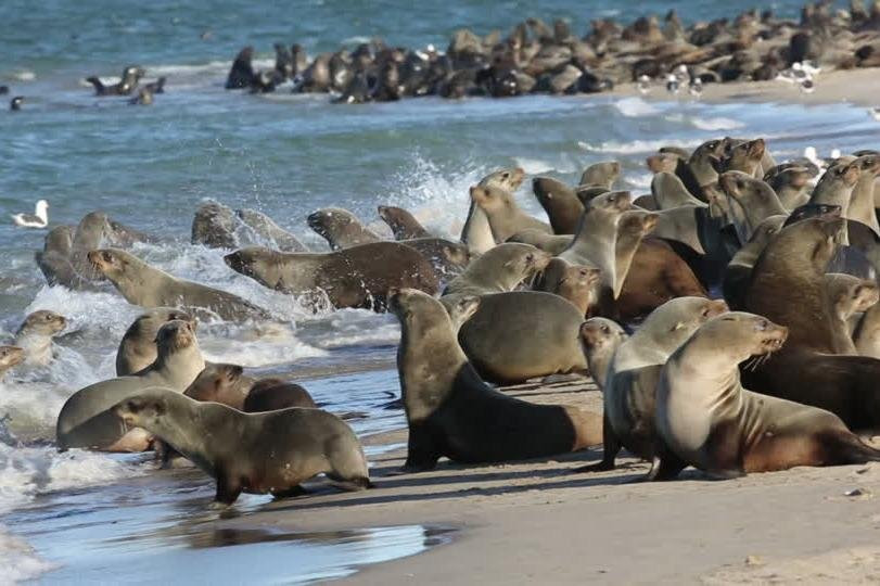 Kaizzy Catamaran Tours-华维斯湾必去景点