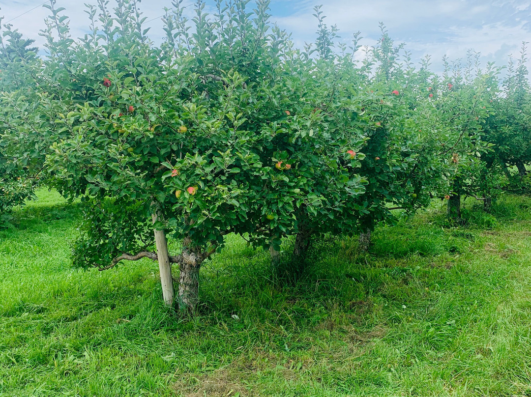 Verger Heath Orchard-Stanstead必去景点