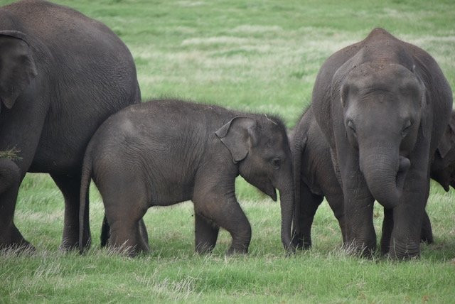Minneriya  Safari & Taxi Service-丹布拉必去景点