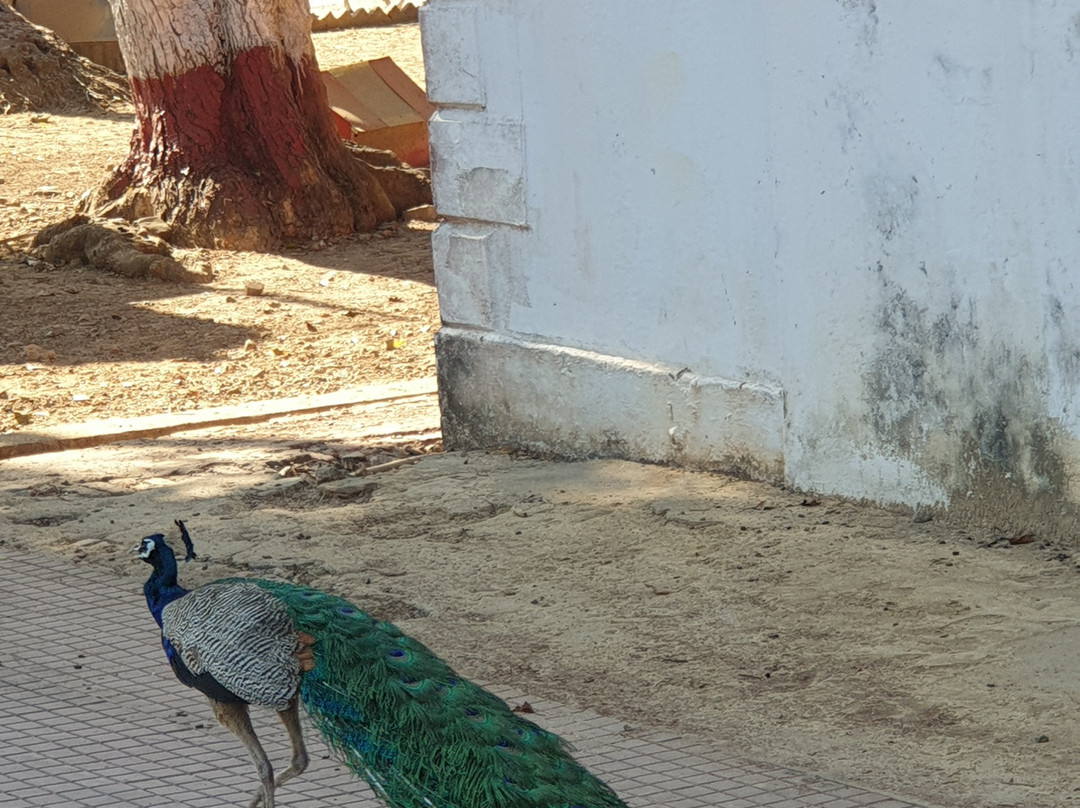 Netaji Subhash Chandra Bose Island-布莱尔港必去景点