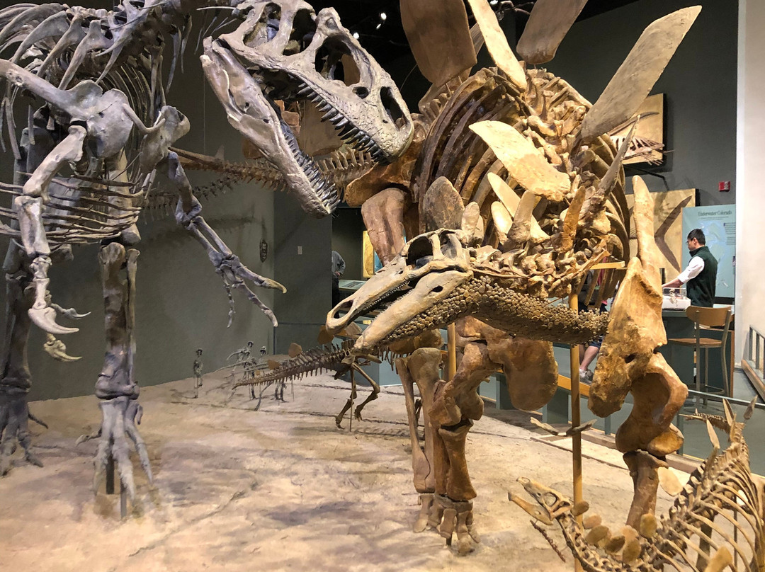 丹佛自然科学博物馆-丹佛必去景点