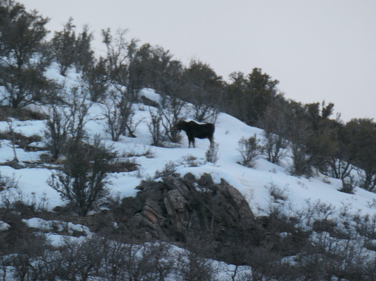 Park City Sleigh Rides-帕克城必去景点