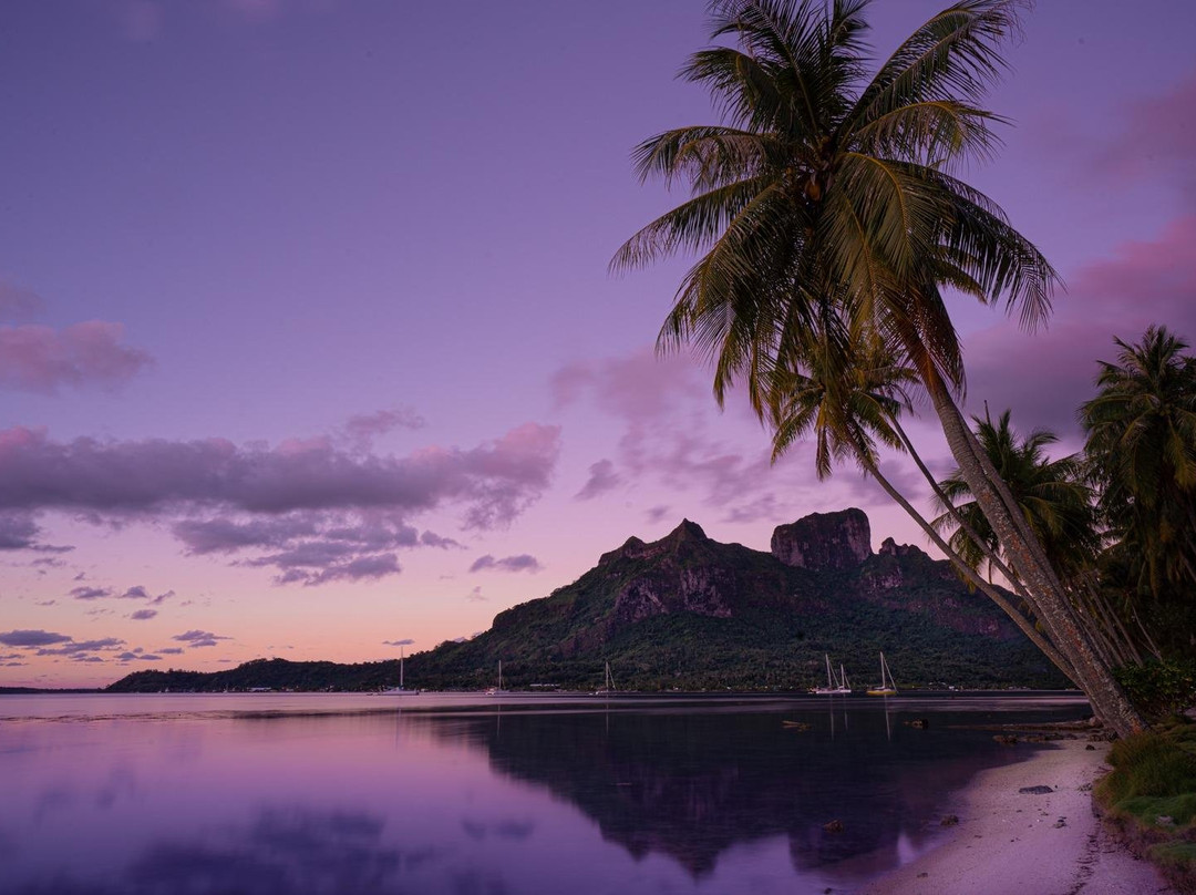 Magenta Oceans景点图片