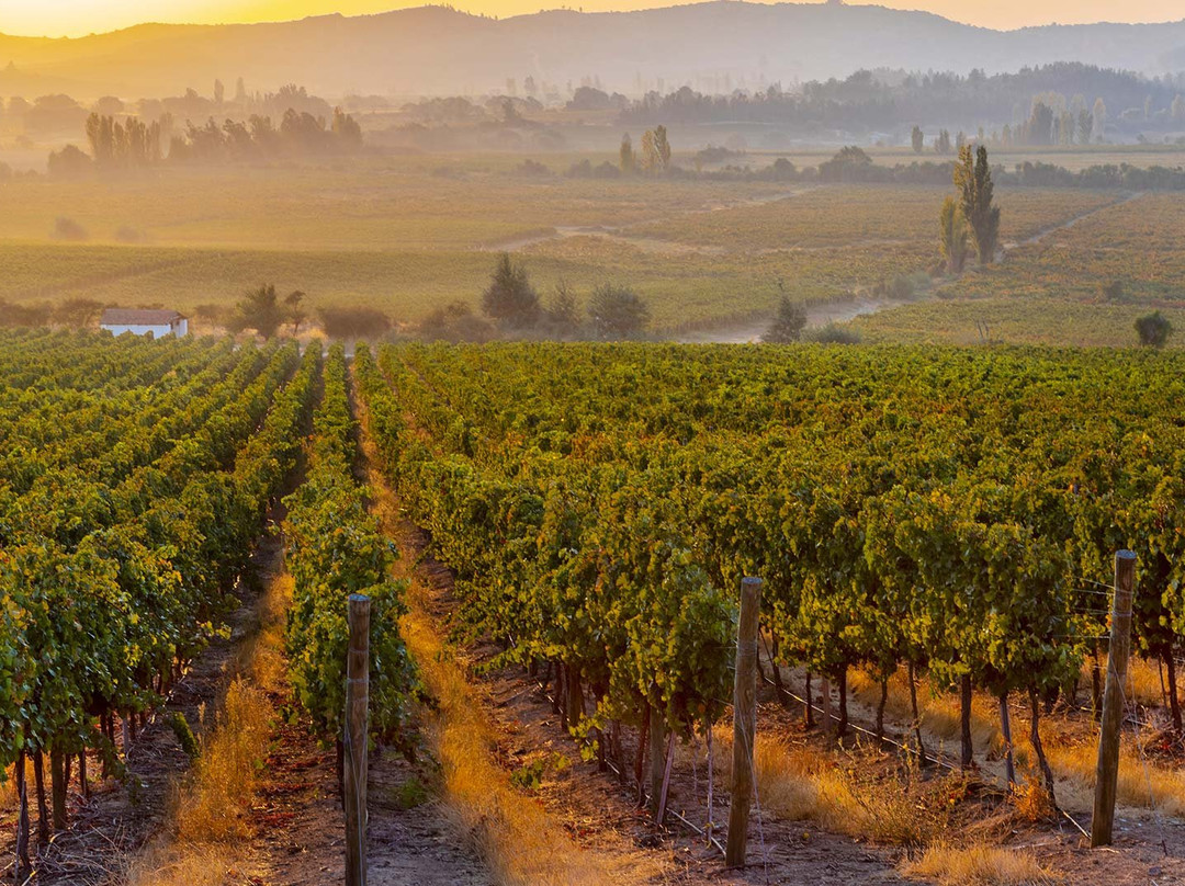 Balduzzi Vineyards & Winery-San Javier必去景点