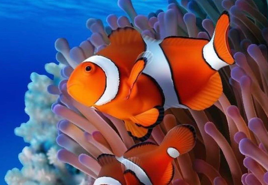 Dive’O-普吉岛必去景点