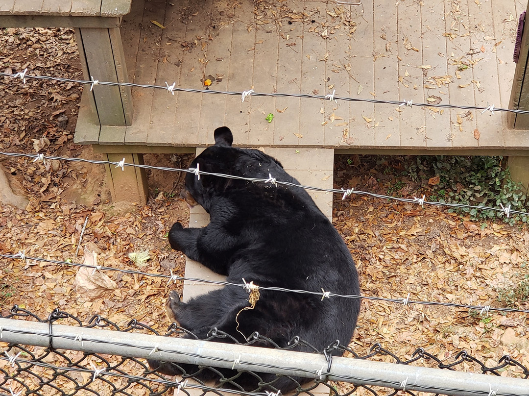 Bear Hollow Zoo景点图片