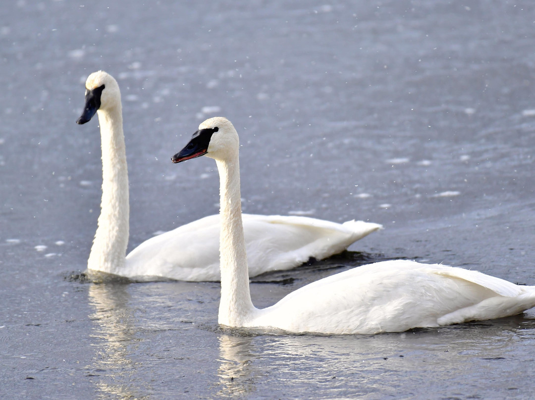 Yellowstone Adventure Tours-大斯凯必去景点