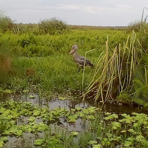 Mabamba Swamp Shoebill Bird Watching-恩德培必去景点