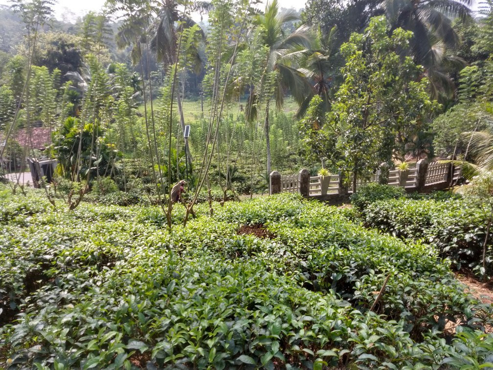 Tea Library-Akuressa必去景点