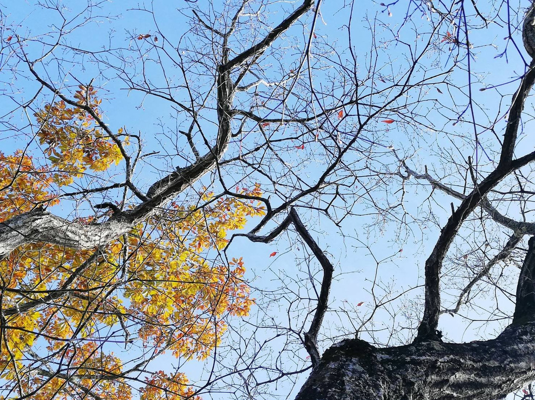 Kannon-in Temple-小鹿野町必去景点
