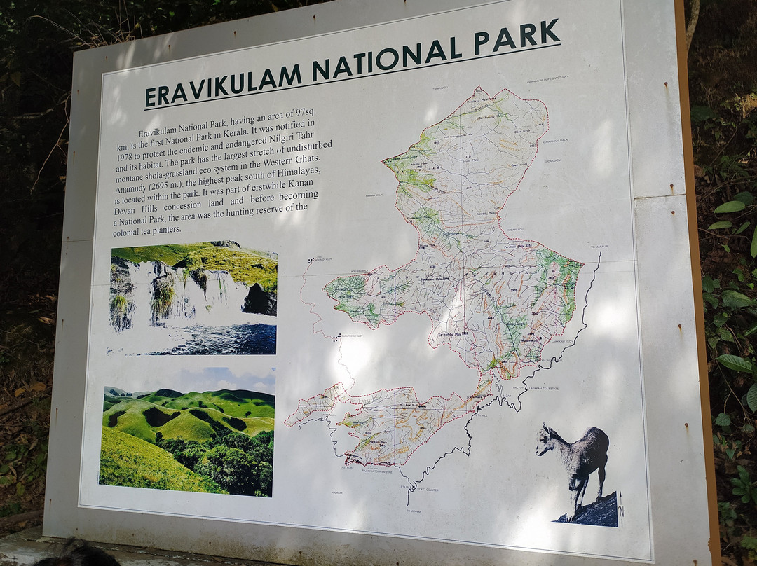 Rajamalai (Eravikulam) National Park景点图片