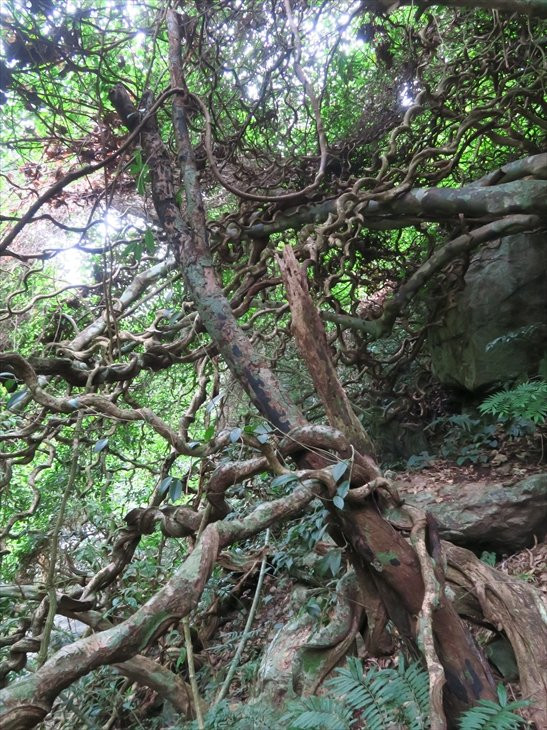 Modama Habitat-奄美市必去景点