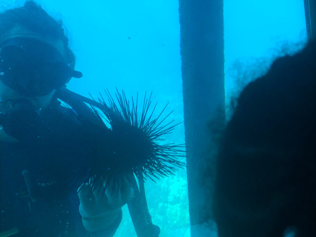 Reefdancer-拉海纳必去景点