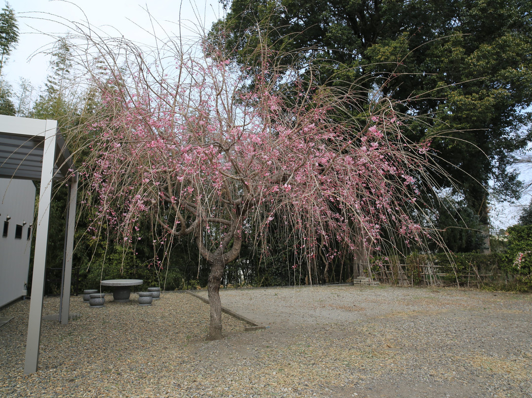 Myokenji Temple-小山市必去景点