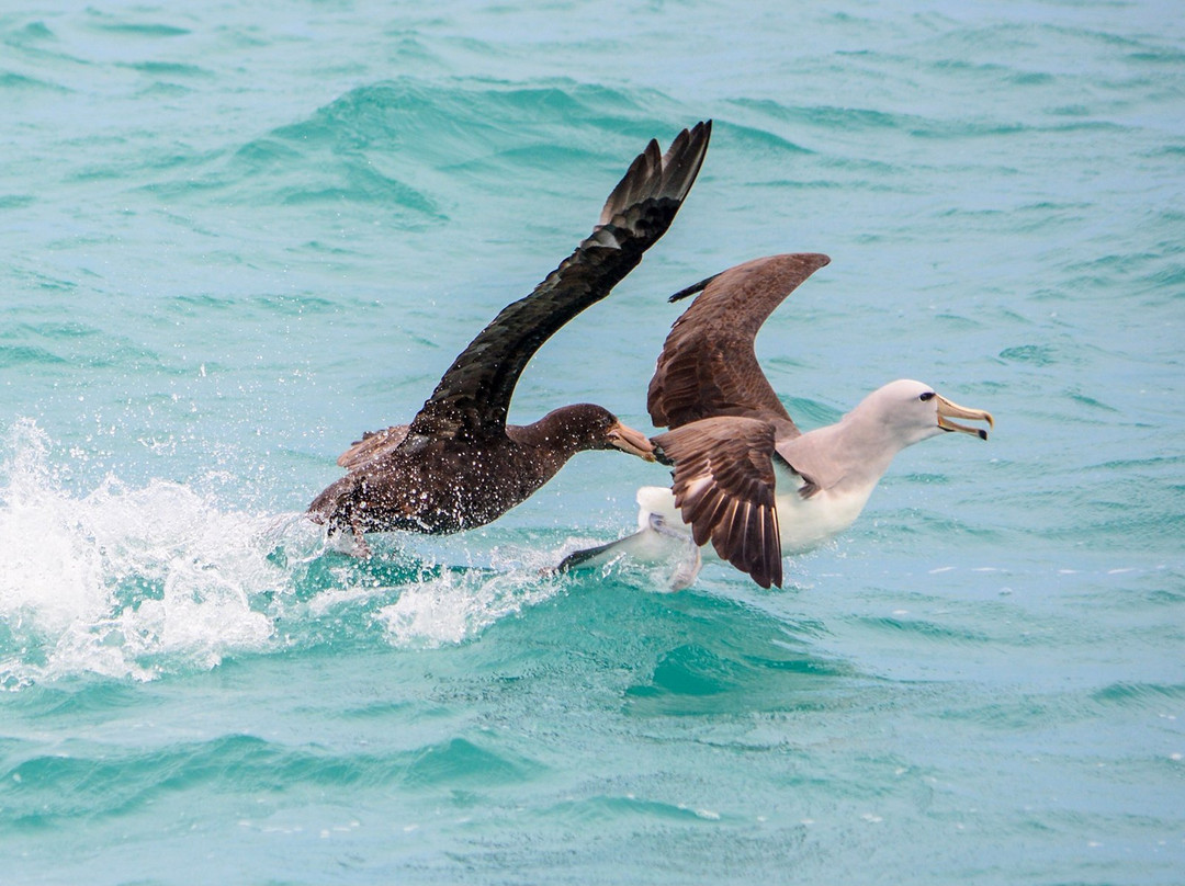 Southern Wanderer Scenic Cruises-阿卡罗阿必去景点