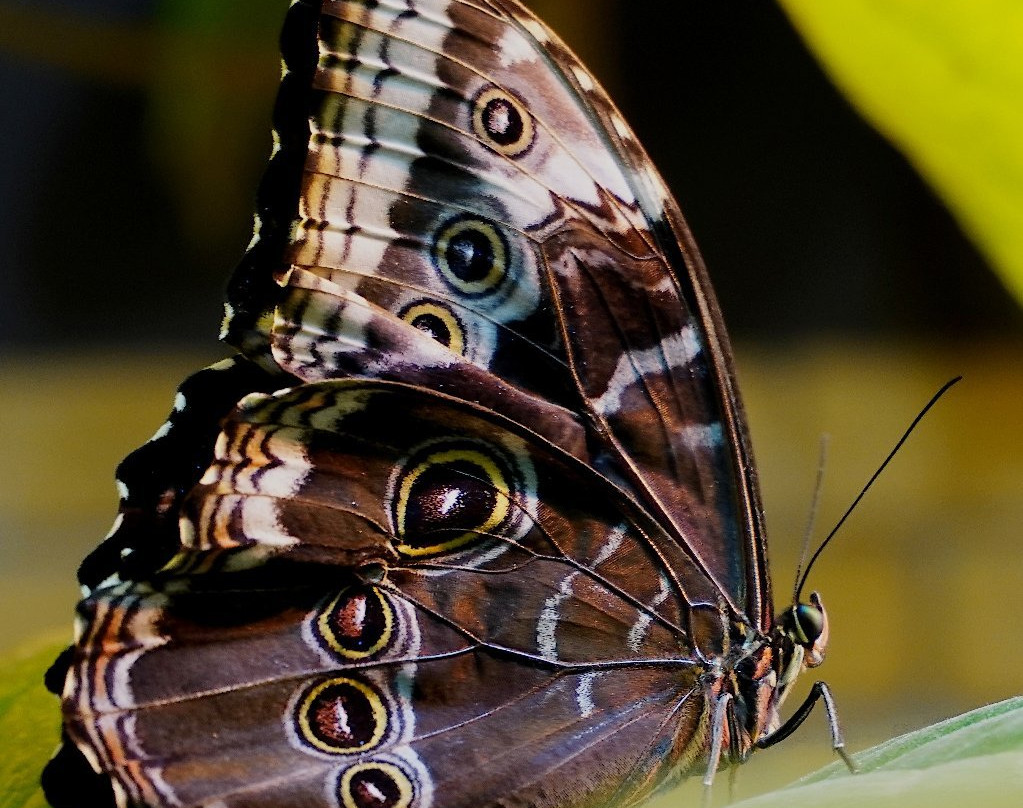 Tropical Butterflies Garden Mindo景点图片